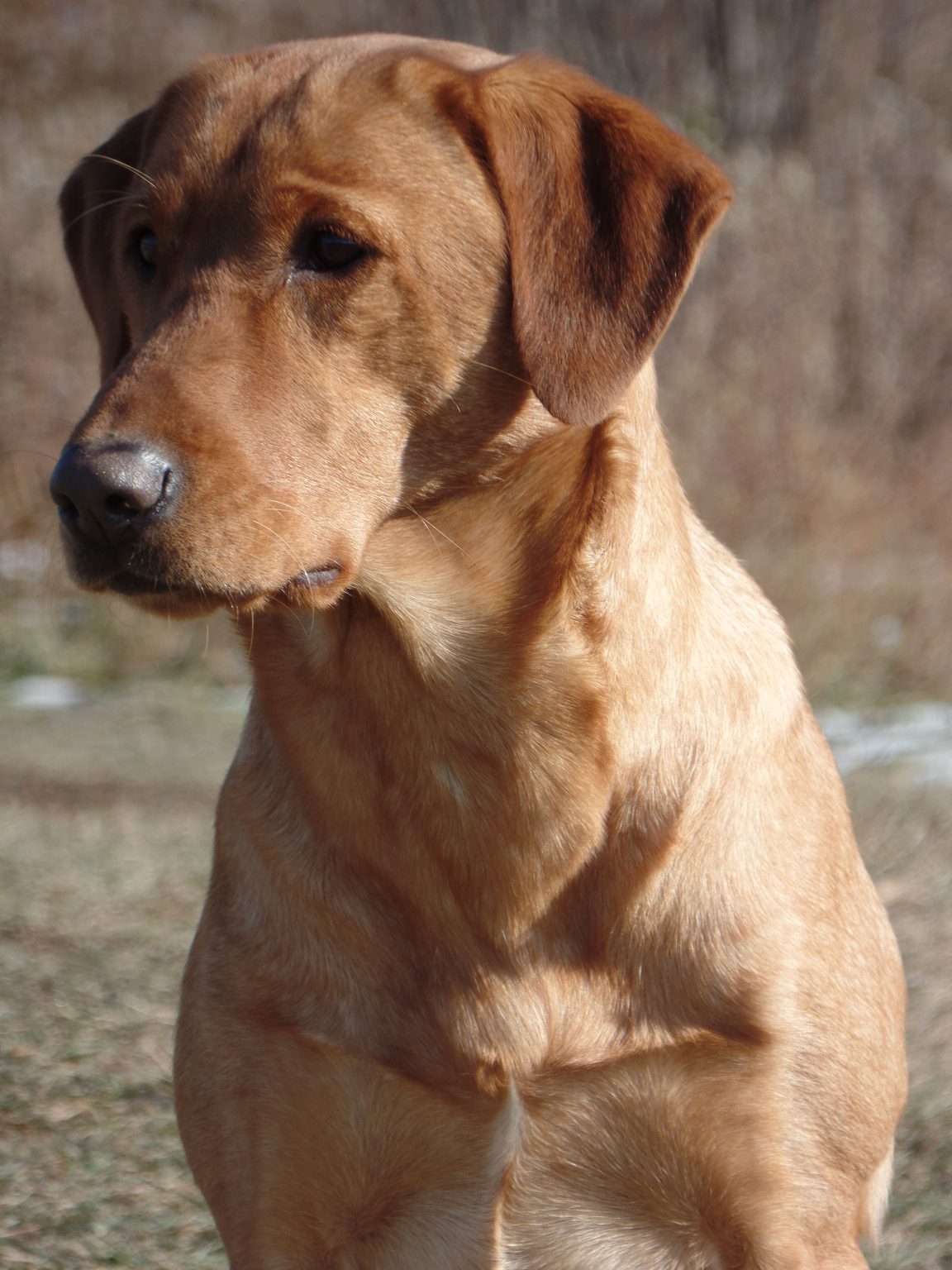 Our Labradors K9 Etiquette